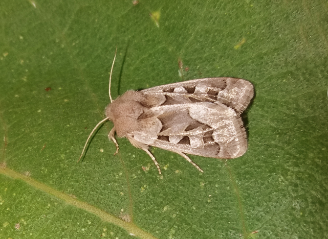 Noctuidae:  Episema glaucina